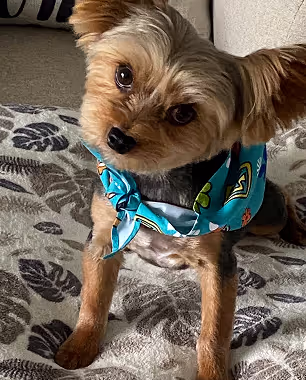 Small dog with blue bandana sitting on couch