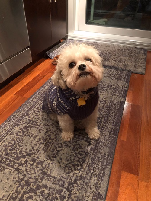 Dog sitting on floor wearing a vest