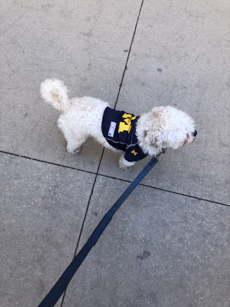 White dog standing on an asphalt