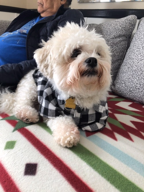 Close-up of dog in striped sweater